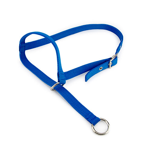 Halter Leading Calf - Blue