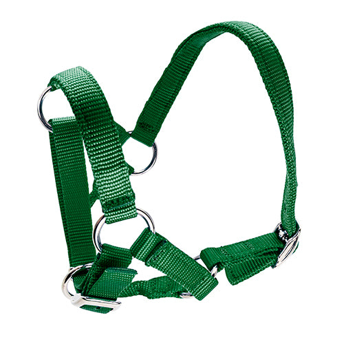 Halter for Alpacas - Green