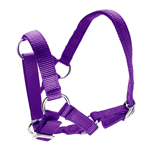 Halter for Alpacas - Purple