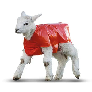 Lamb Blankets - Plastic - 50 Pack