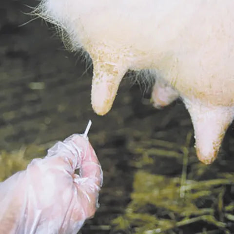 Teat Plugs With Ointment - Pack of 20